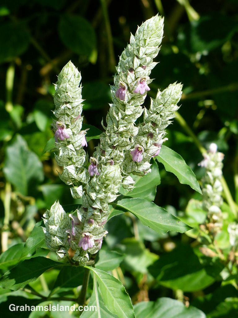 A squirrels tail plant on the Big Island of Hawaii