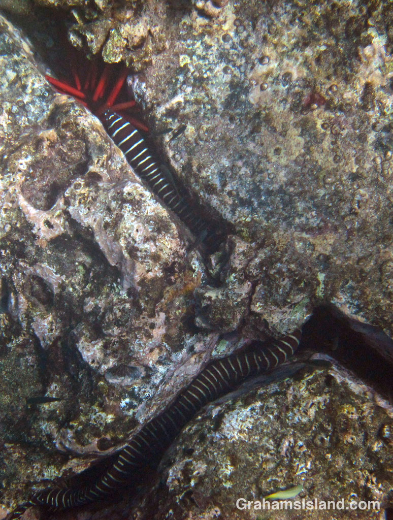 A zebra moray eel in the waters of the Big Island.