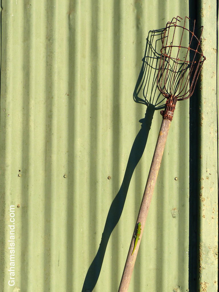 Leaning against a corrugated shed, a fruit picker casts a strong shadow in the late afternoon.