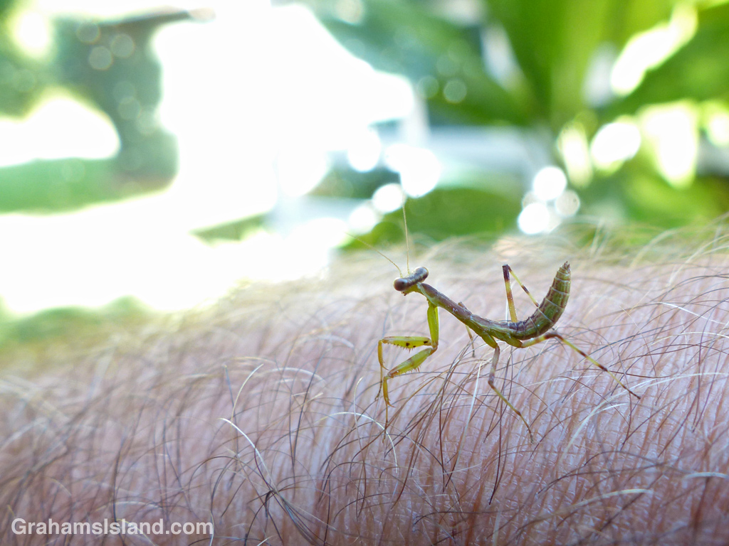 A small praying mantis on an arm.