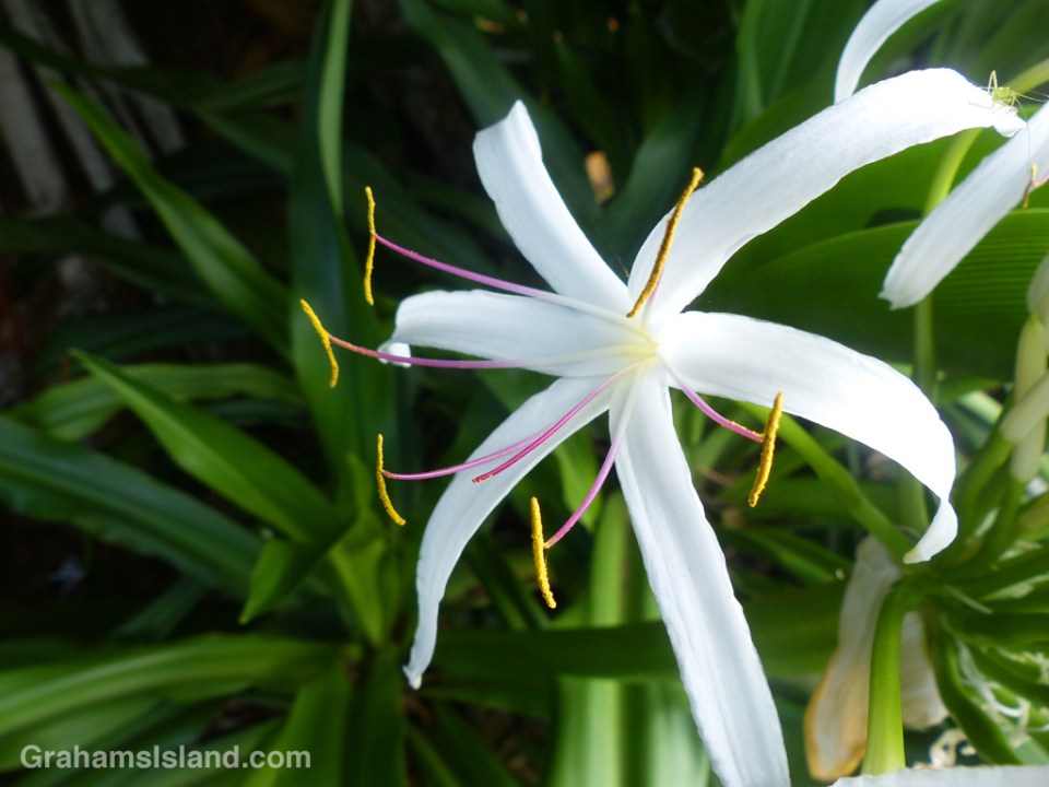 Crinum asiaticum, or spider lily, is common in Hawaii.