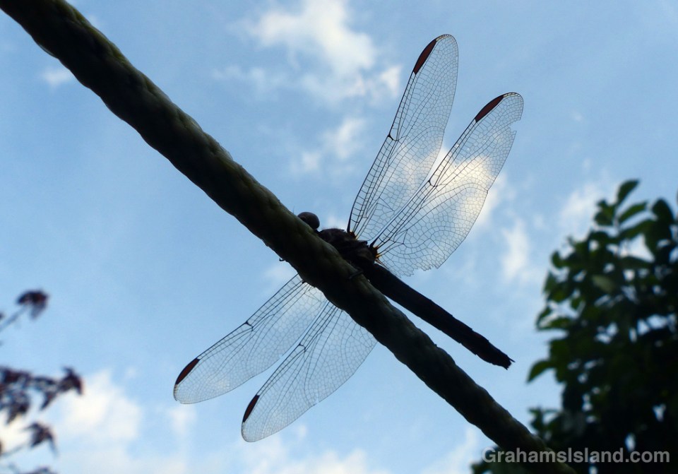 The lace-like wings of a dragonfly are silhouetted as it rests on a line.
