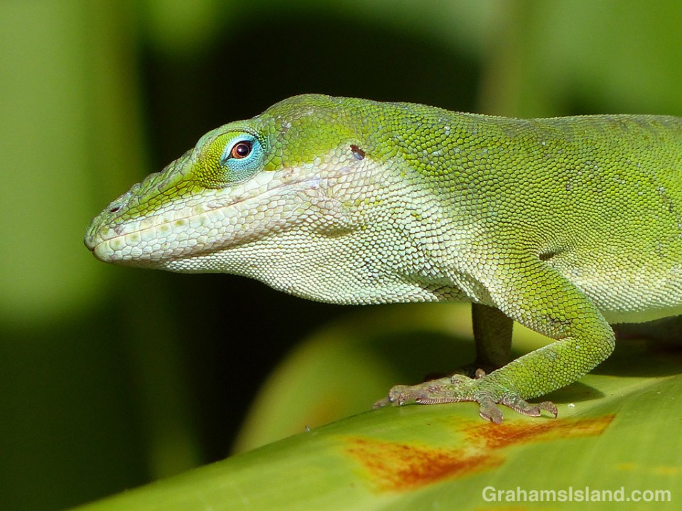 A green anole keeps a close eye on what’s happening in his territory.