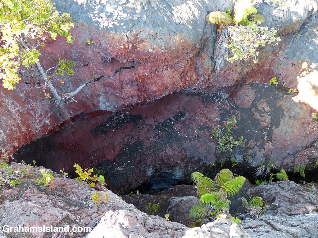 Vegetation has reclaimed a section of the original 1969 fissure of the Mauna Ulu eruption of 1969.