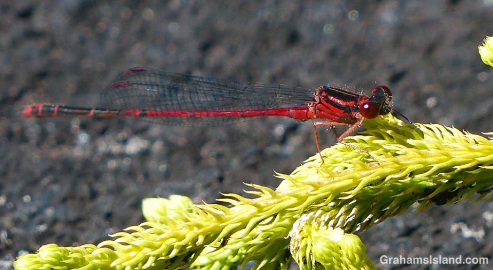 A Hawaiian Upland damselfly (Megalagrion hawaiiense) on the Big Island