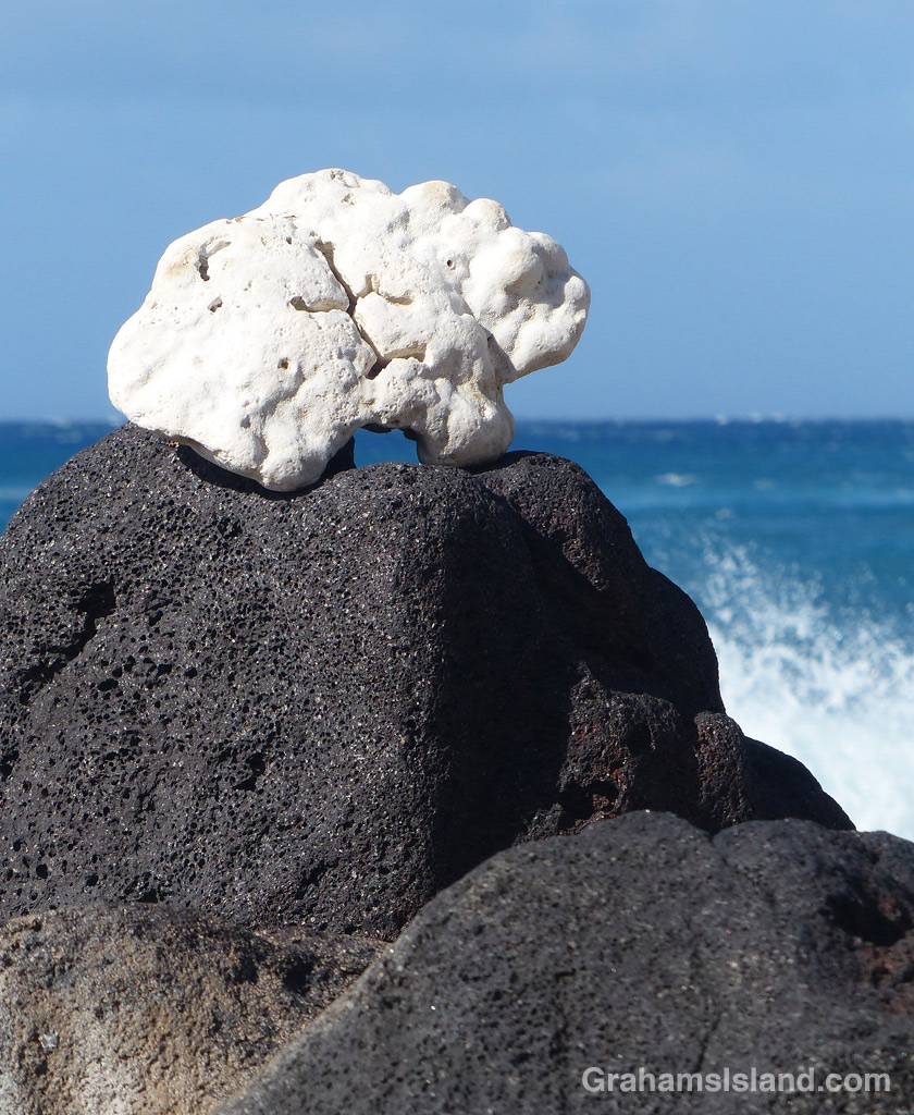 A distinctive lump of bleached coral on a rock.