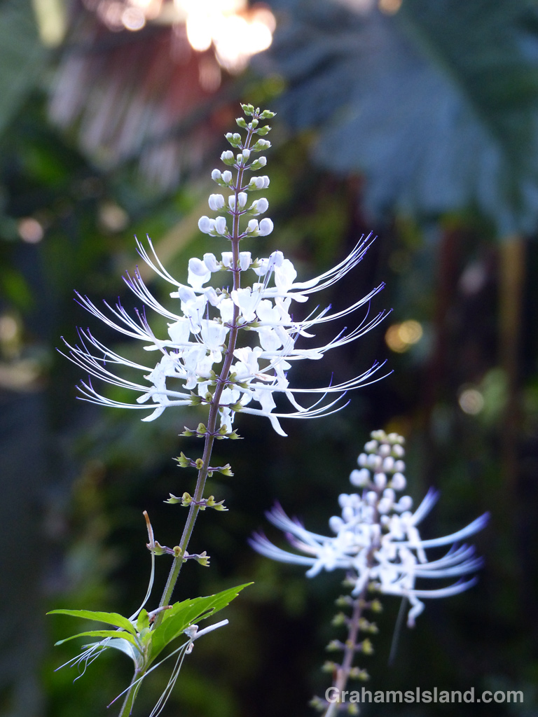 Orthosiphon aristatus is better known in the U.S. as Java tea or cat’s whiskers