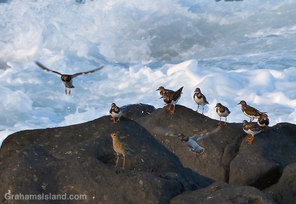Ruddy turnstones on the Big Island