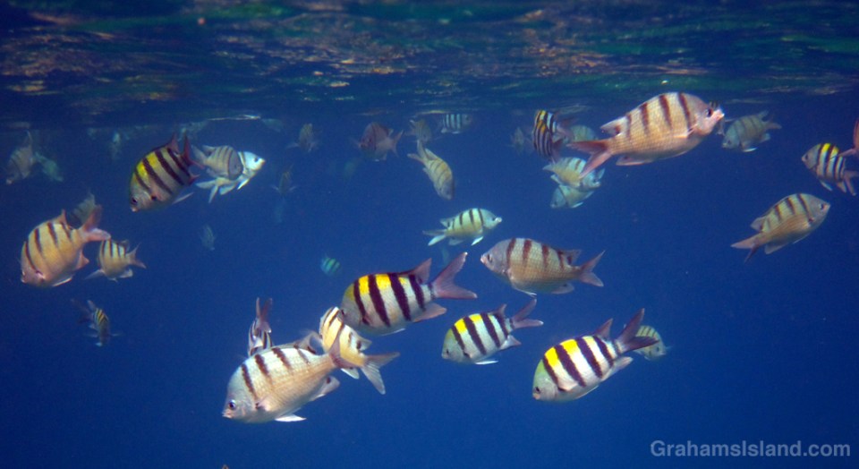 Sergeant fish feeding off the Big Island