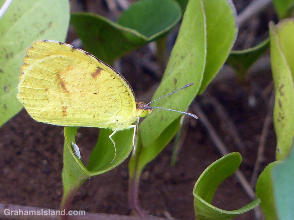 A sleepy orange butterfly on the Big Island of Hawaii