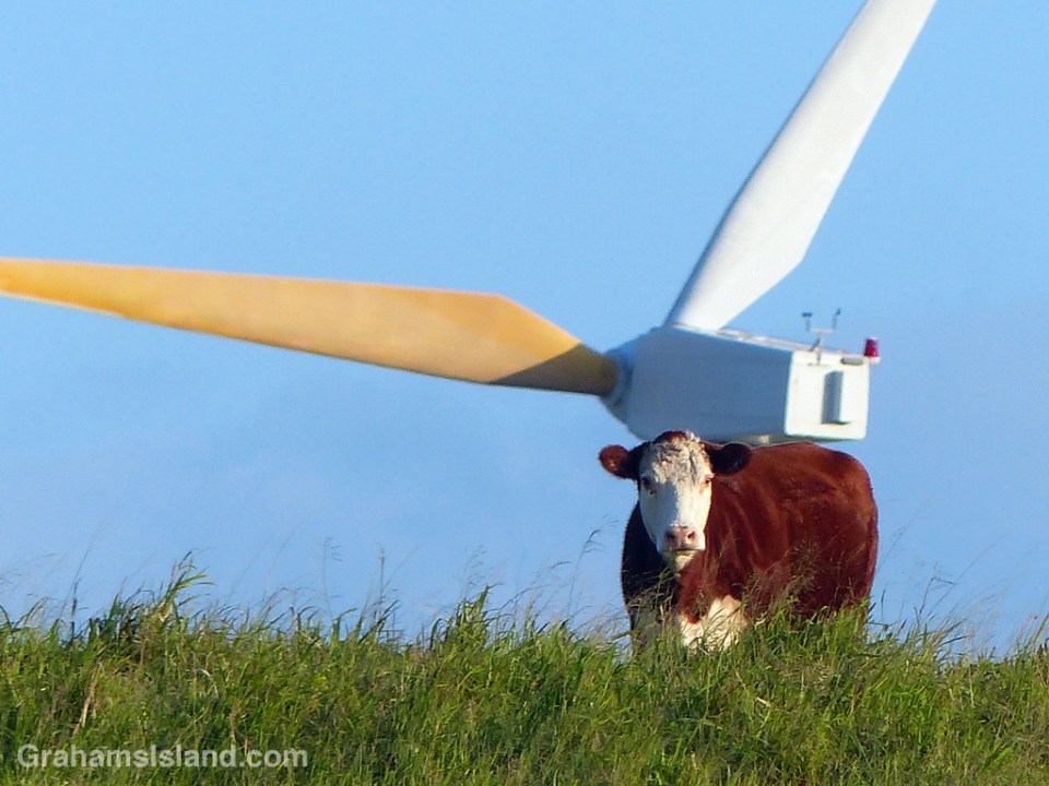 A steer stands with a wind turbine behind it