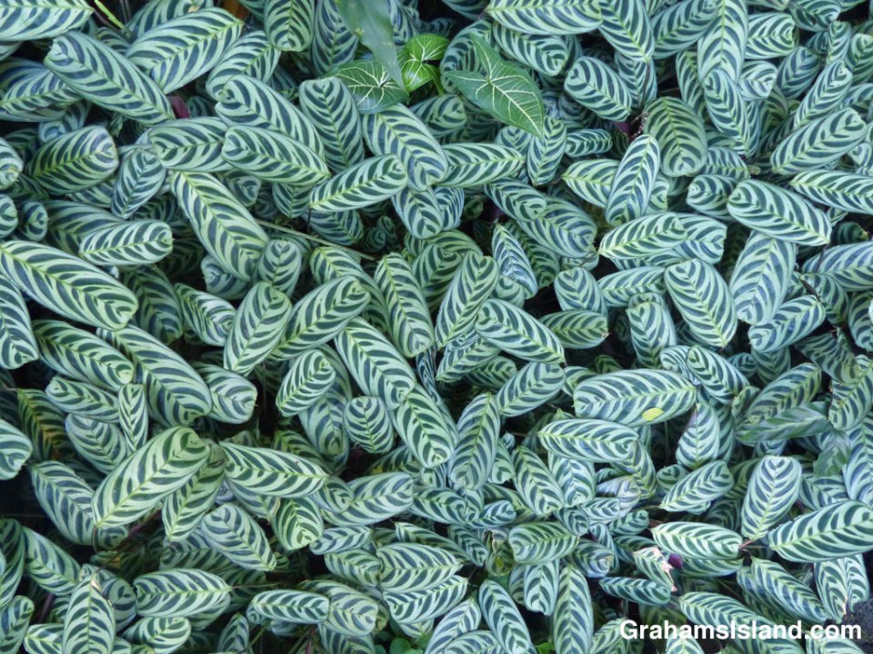 Ctenanthe burle-marxii leaves at Hawaii Tropical Botanical Garden.
