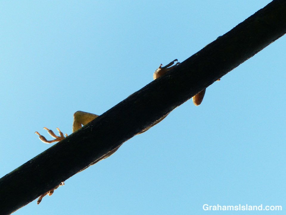 A green anole on a power line.