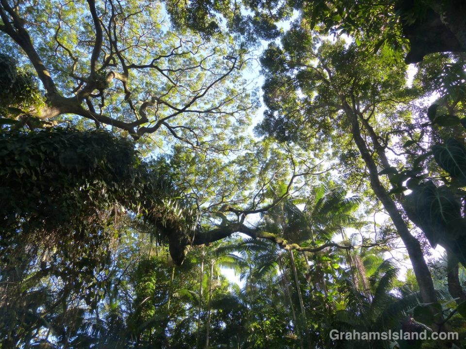A canopy of tropical foliage. On the left is a huge albizia saman or monkeypod tree. 
