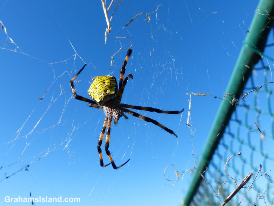 A female Hawaiian garden spider sits in the center of a battered web.