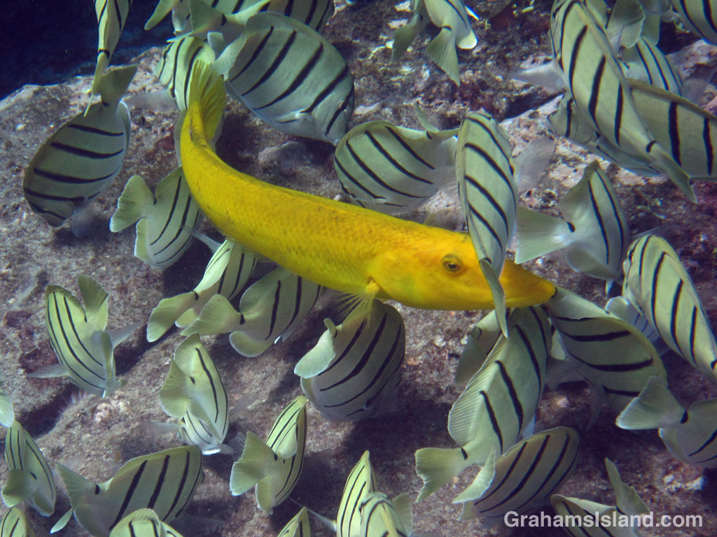 A cigar wrasse swims among a shoal of convict tang.