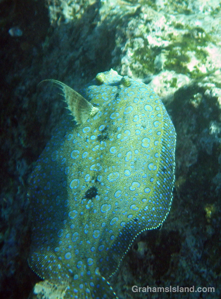 A flowery flounder swimming