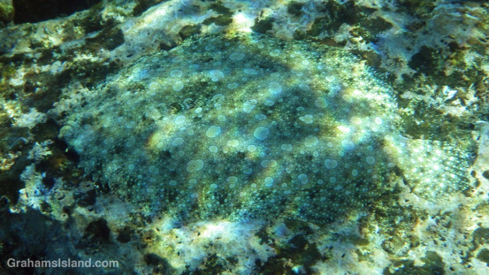 A flowery flounder disappears against a rock.