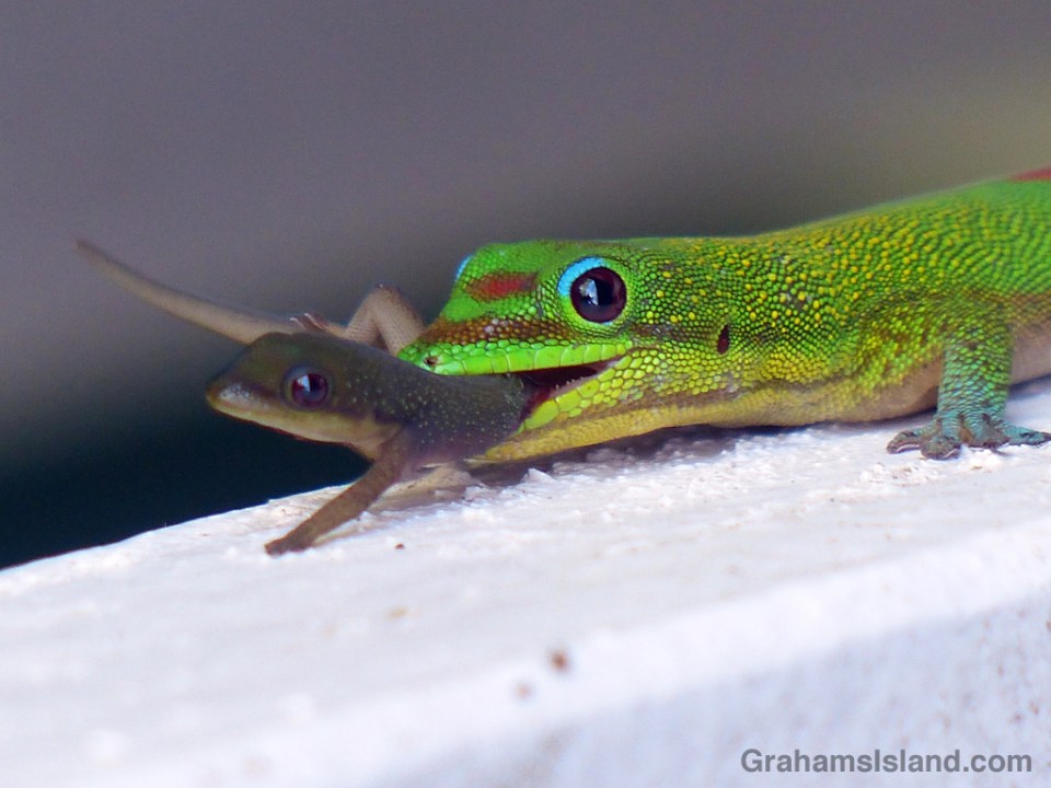 A gold dust day gecko catches a young gecko.