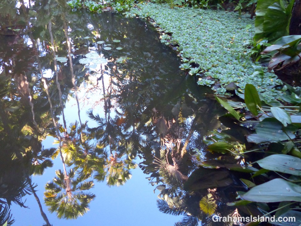 Palm trees and tropical foliage cast reflections on Lily Lake at Hawaii Tropical Botanical Garden.