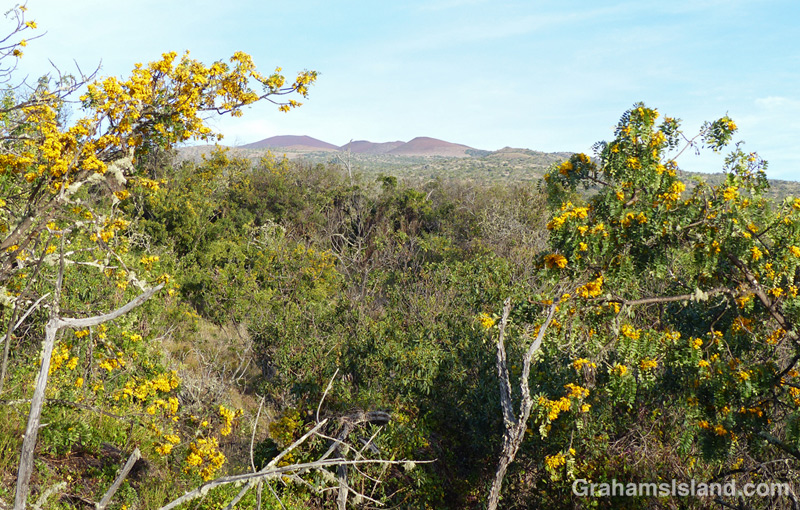 Mamane trees on the slopes of Mauna Kea.