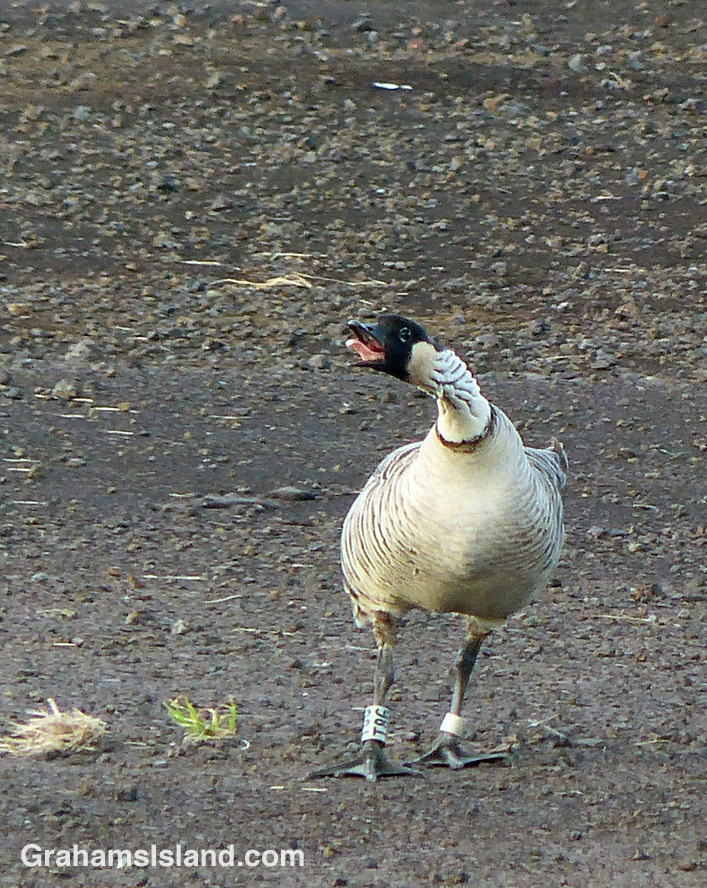 A nene calls on the Big Island of Hawaii
