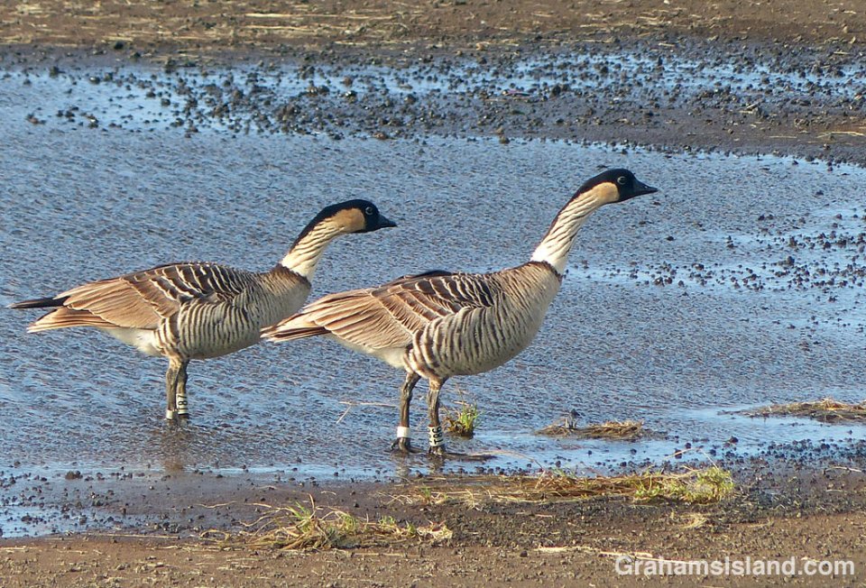 A pair of nene on the Big Island of Hawaii