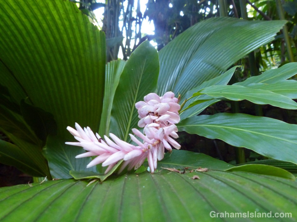 A pink ginger flower grows up between the leaves of a joey palm at Hawaii Tropical Botanical Garden.
