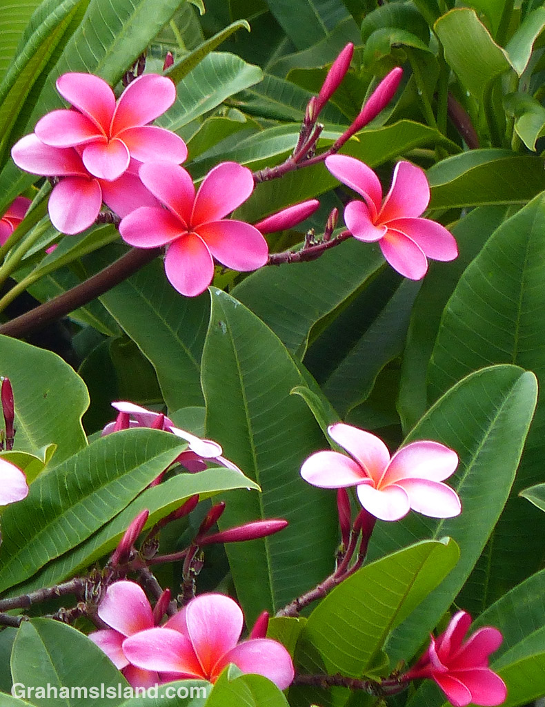 This Plumeria rubra has dark pink flowers, but others might sport, red, orange, yellow, or white flowers.