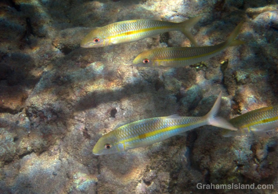 Square-spot goatfish swim in the waters off the Big Isalnd.