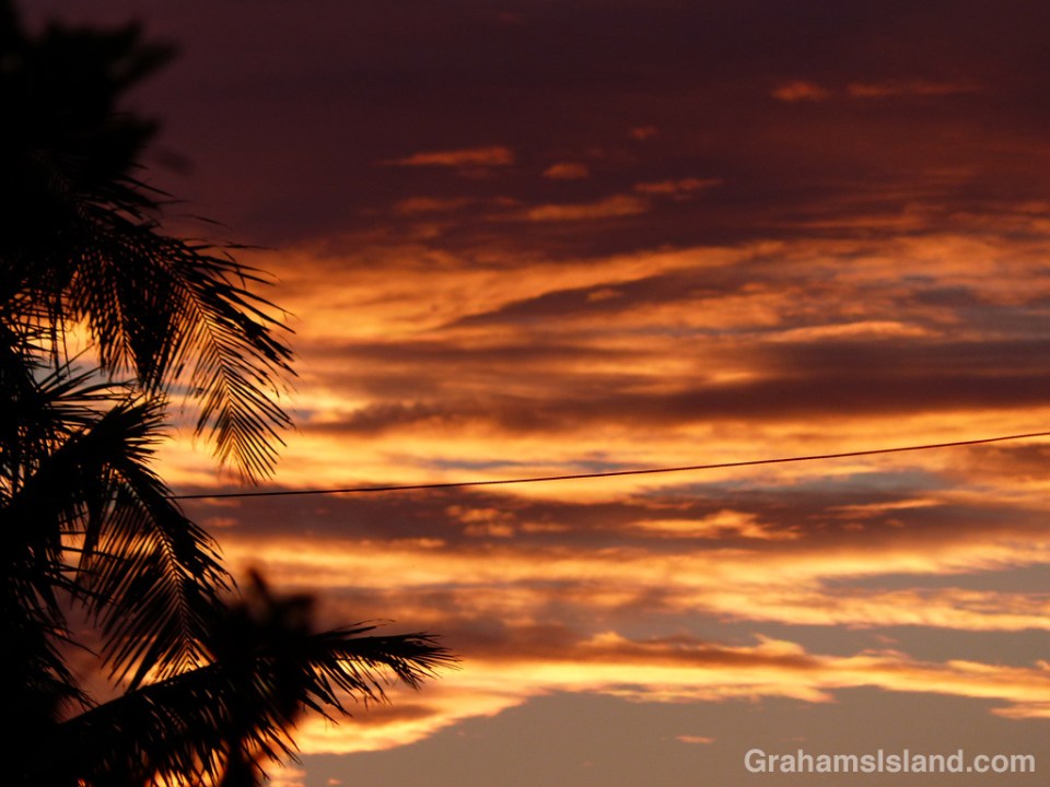 Palm trees silhouetted against a Kohala sunset.