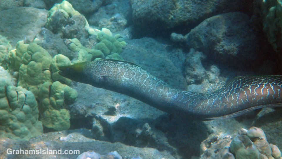 A large undulated moray eel cruising in shallow water off the Big Island.