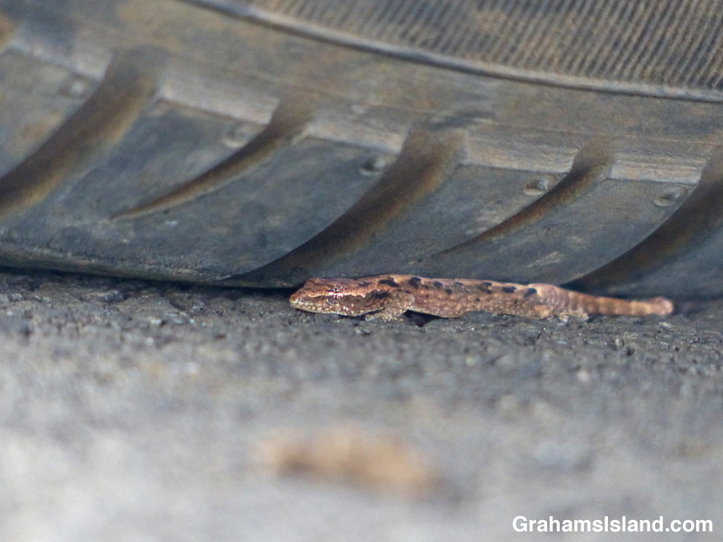 A young mourning gecko hides under a tire.