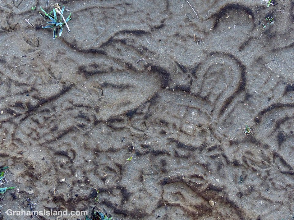 footprints on a dusty path