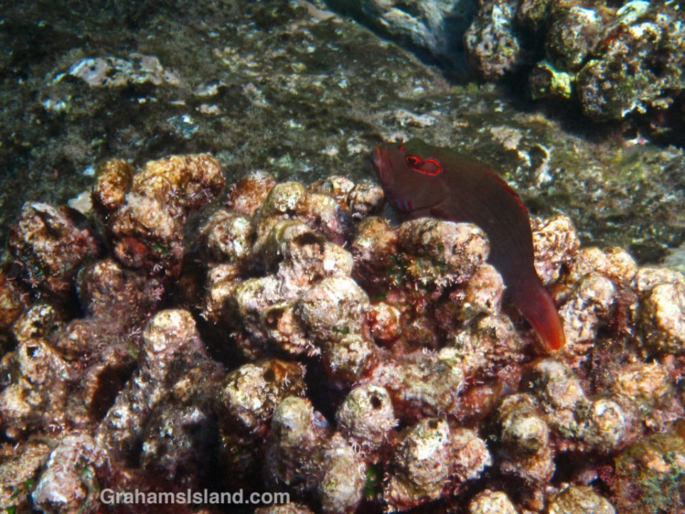 An arc-eye hawfish rests in a head of coral