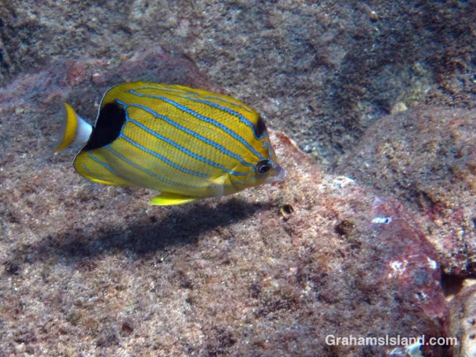 A bluestripe butterflyfish swims in the waters off the Big Island of Hawaii.