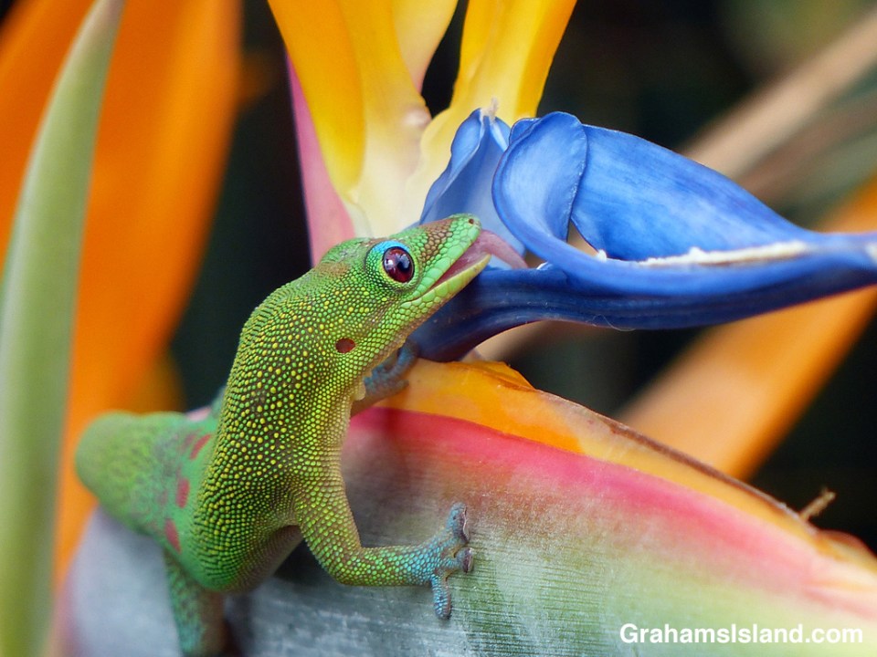 A gold dust day gecko drinks from a bird of paradise flower.