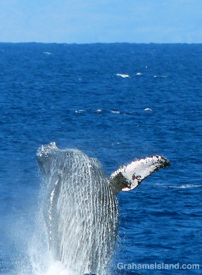 A humpback whales breaches off the Big Island
