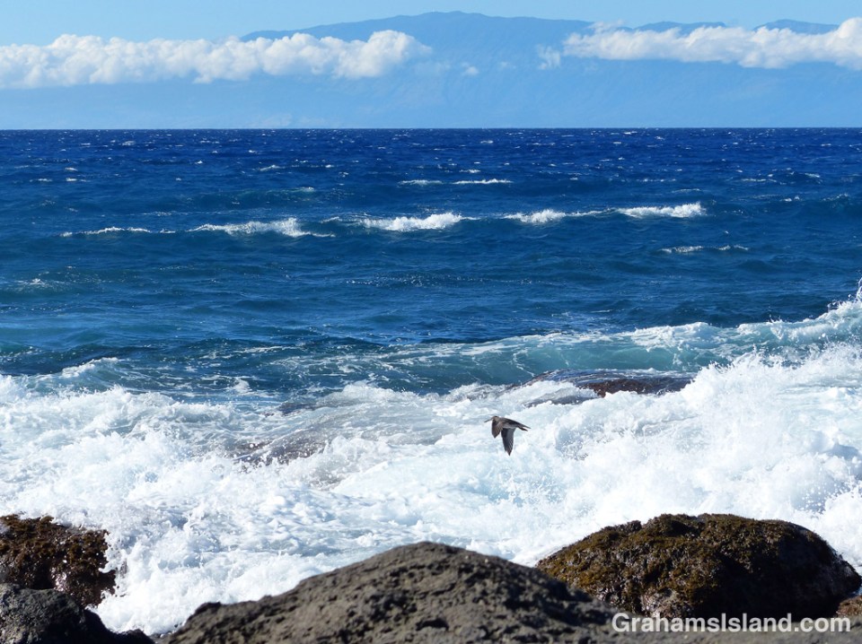 A wandering tattler flies along the Kohala coast
