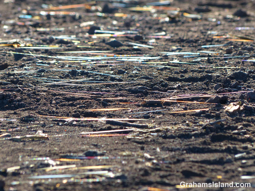 Webs on the ground catch the early morning sunlight.