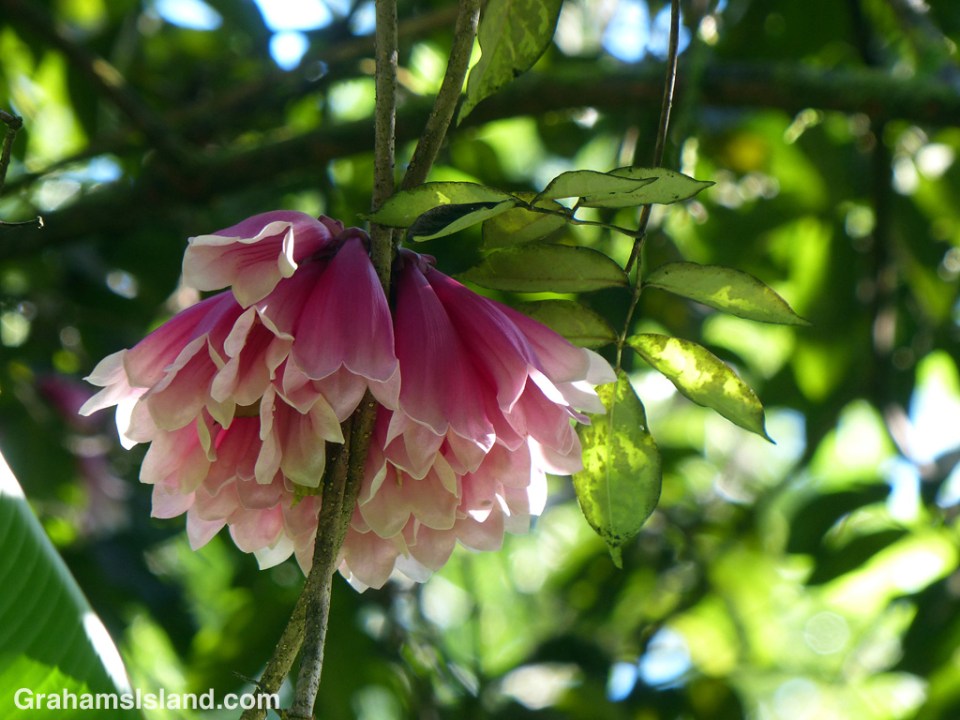Flowers of a New Guinea creeper (Tecomanthe dendrophila) on the Big Island of Hawaii.