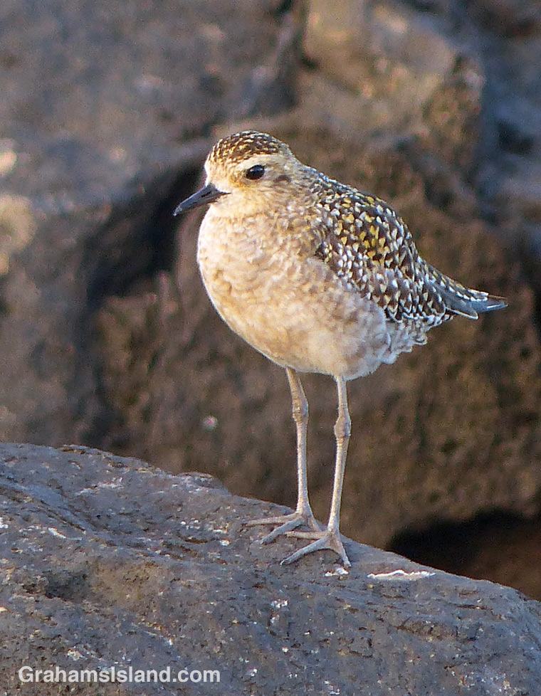 A Pacific golden plover soaks up the late afternoon sun on the Kohala coast.