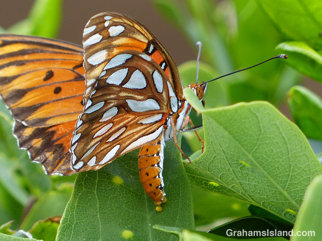A passion vine butterfly lays an egg.