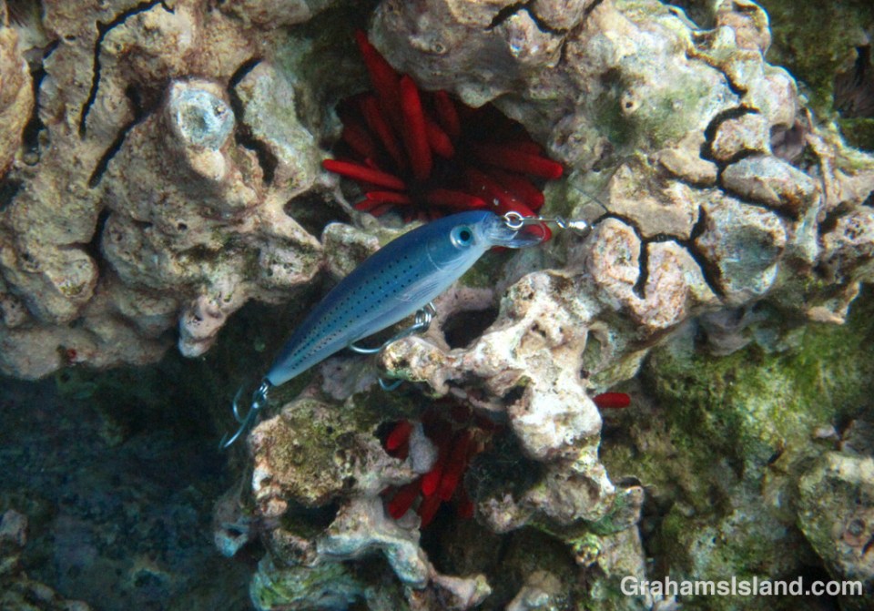 A silver hookfish lurks on a head of coral.