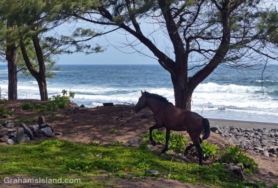 The wild horses of Waipi'o Valley have some very nice territory in which to roam.