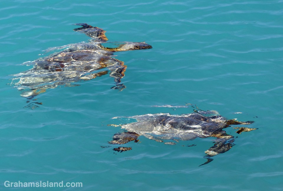 two Hawaiian sea turtles look like an impressionist painting as they swim underwater