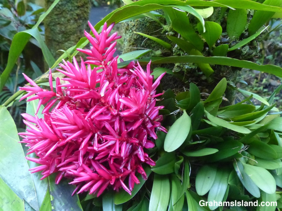 Alpinia purpurata is also known as red ginger. This bright red display is not actually the flower, but the bract.