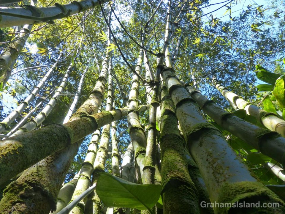 A clump of Beechey bamboo on the Big Island of Hawaii