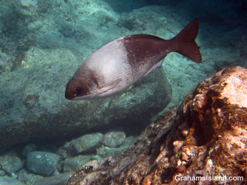 A bicolor chub off the Big Island of Hawaii.