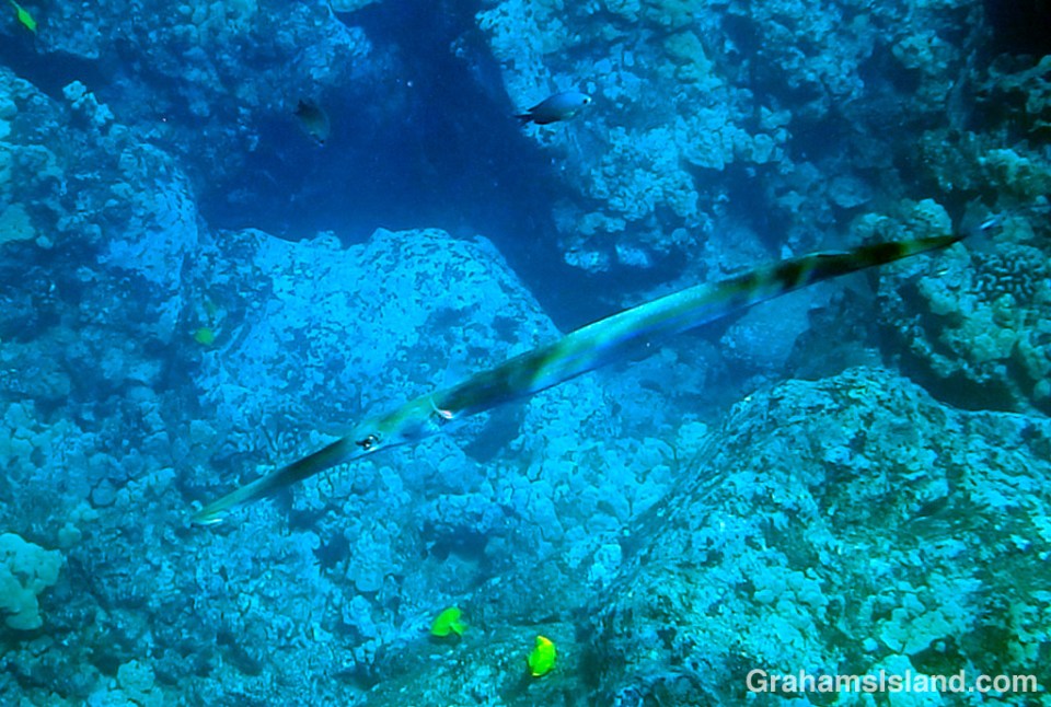 A splash of shadows helps a bluespotted cornetfish blend in with its surroundings.